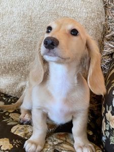 Creme of the Crop Dachshunds Breeder Male Stud Quigley 3