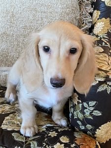 Creme of the Crop Dachshunds Breeder Male Stud Quigley 4