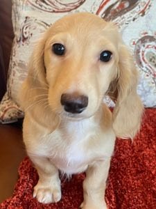 Creme of the Crop Dachshunds Breeder Male Stud Quigley 5