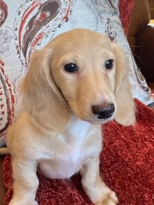 Creme of the Crop Dachshunds Breeder Male Stud Quigley 6