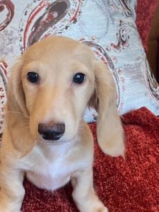 Creme of the Crop Dachshunds Breeder Male Stud Quigley 7