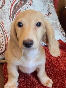 Creme of the Crop Dachshunds Breeder Male Stud Quigley 8