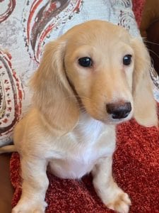 Creme of the Crop Dachshunds Breeder Male Stud Quigley 9