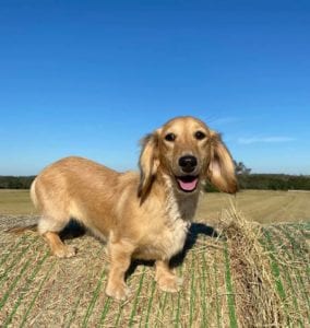 english cream miniature dachshund puppy breeder raya faith