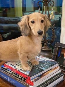 english cream miniature dachshund puppy breeder raya faith