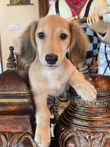 Crème of the Crop English Cream Miniature Dachshunds