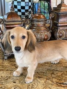 Crème of the Crop English Cream Miniature Dachshunds