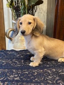 Crème of the Crop English Cream Miniature Dachshunds