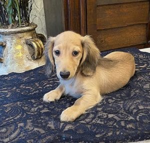 Crème of the Crop English Cream Miniature Dachshunds