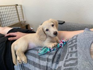 Creme of the Crop Dachshunds - Testimonial Review 7