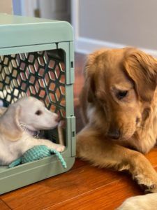 Creme of the Crop Dachshunds - Testimonial Review 6