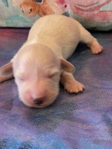 Creme of the Crop Dachshund Puppies - Available Male Cream Puppy Romeo 1
