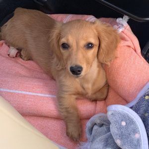 Creme of the Crop Miniature Dachshund Breeder Customer Review/Testimonial - Rosie Minnesota