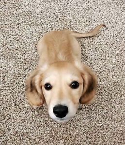 Creme of the Crop Dachshunds - Testimonial Review 5