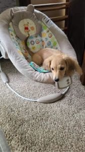 Creme of the Crop Dachshunds - Testimonial Review 4