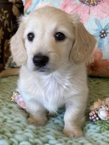 Creme of the Crop Miniature Dachshunds Cream Puppy Butters Shelby 1