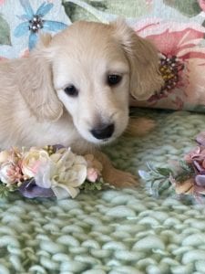 Creme of the Crop Miniature Dachshunds Cream Puppy Butters Shelby 4