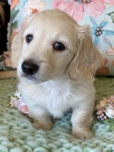 Creme of the Crop Miniature Dachshunds Cream Puppy Butters Shelby 5