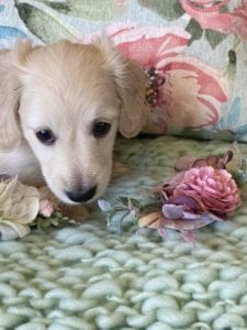 Creme of the Crop Miniature Dachshunds Cream Puppy Butters Shelby 6