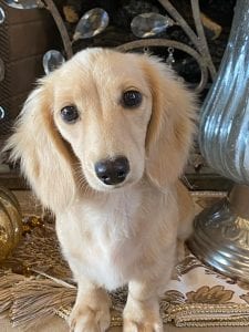 Creme of the Crop Miniature Longhair Dachshunds - Male Breeder Skye
