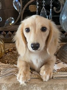 Creme of the Crop Miniature Longhair Dachshunds - Male Breeder Skye 2