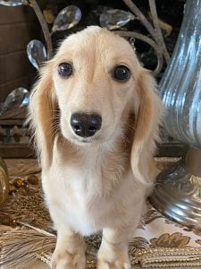 Creme of the Crop Miniature Longhair Dachshunds - Male Breeder Skye 3
