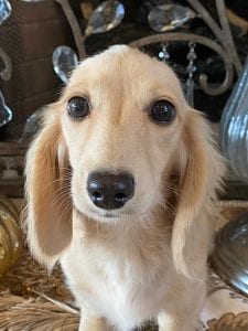 Creme of the Crop Miniature Longhair Dachshunds - Male Breeder Skye 4
