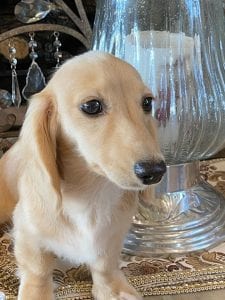 Creme of the Crop Miniature Longhair Dachshunds - Male Breeder Skye 5