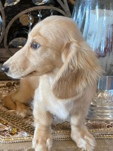 Creme of the Crop Miniature Longhair Dachshunds - Male Breeder Skye 6