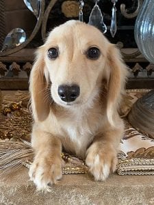 Creme of the Crop Miniature Longhair Dachshunds - Male Breeder Skye 7