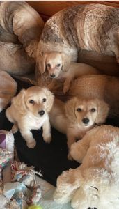 Creme of the Crop Miniature Dachshunds Customer Review - Steve from Oregon