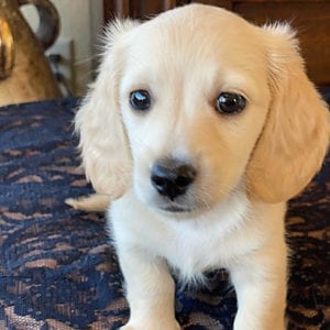 Crème of the Crop English Cream Miniature Dachshunds - Sundae Treasure