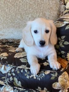 Crème of the Crop English Cream Miniature Dachshunds