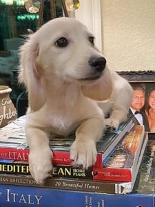 english cream miniature dachshund puppy breeder sundae