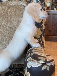 Crème of the Crop English Cream Miniature Dachshunds