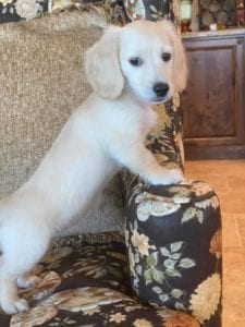 Crème of the Crop English Cream Miniature Dachshunds