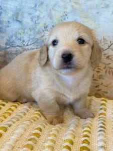 Creme of the Crop Miniature Dachshunds - Taco 1