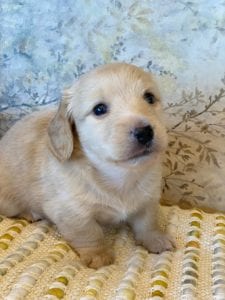 Creme of the Crop Miniature Dachshunds - Taco 2