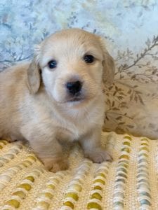 Creme of the Crop Miniature Dachshunds - Taco 3