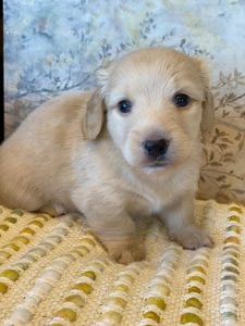 Creme of the Crop Miniature Dachshunds - Taco 4