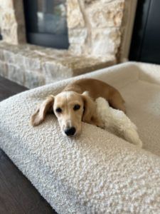 Creme of the Crop Miniature Dachshunds Franklin, Texas - Testimonial Teddy