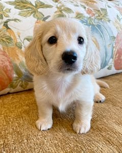 Creme of the Crop Miniature Dachshunds Cream Puppy - Teddy 1