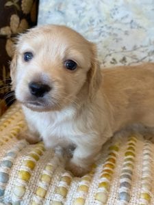 Creme of the Crop Miniature Dachshunds - Teddy 1