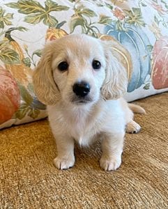 Creme of the Crop Miniature Dachshunds Cream Puppy - Teddy 2