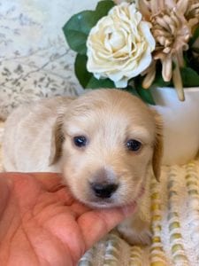 Creme of the Crop Miniature Dachshunds - Teddy 2