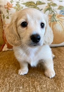 Creme of the Crop Miniature Dachshunds Cream Puppy - Teddy 3