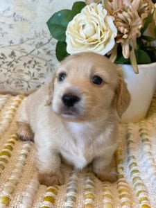 Creme of the Crop Miniature Dachshunds - Teddy 3