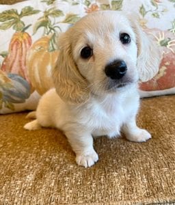 Creme of the Crop Miniature Dachshunds Cream Puppy - Teddy 4