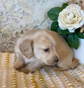 Creme of the Crop Miniature Dachshunds - Teddy 4