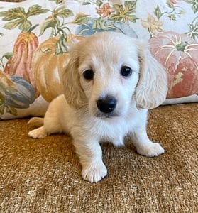 Creme of the Crop Miniature Dachshunds Cream Puppy - Teddy 5